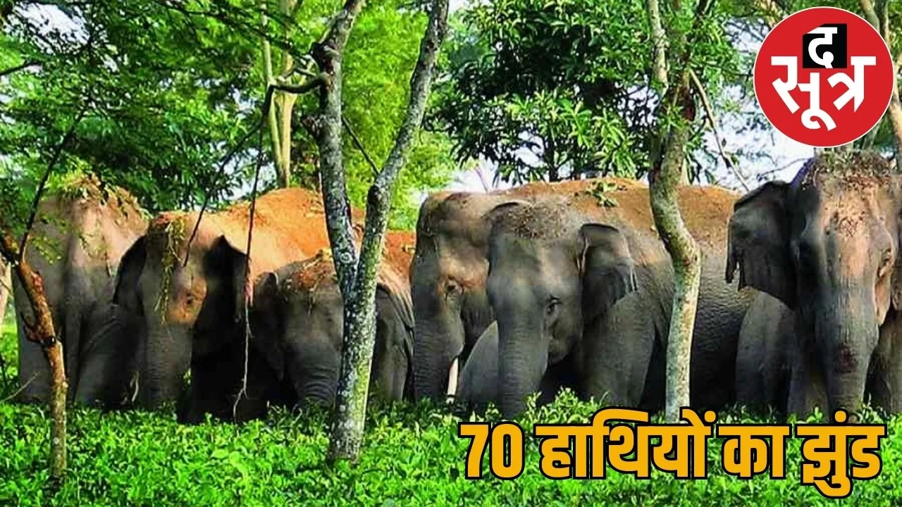70 elephants terror many villages Forest department alert mode