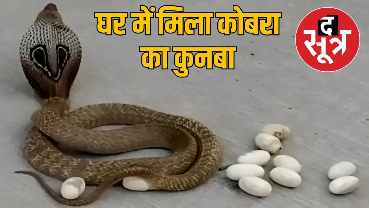 snake in house