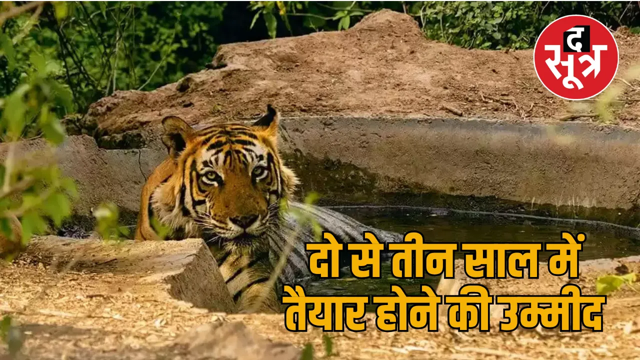 tiger