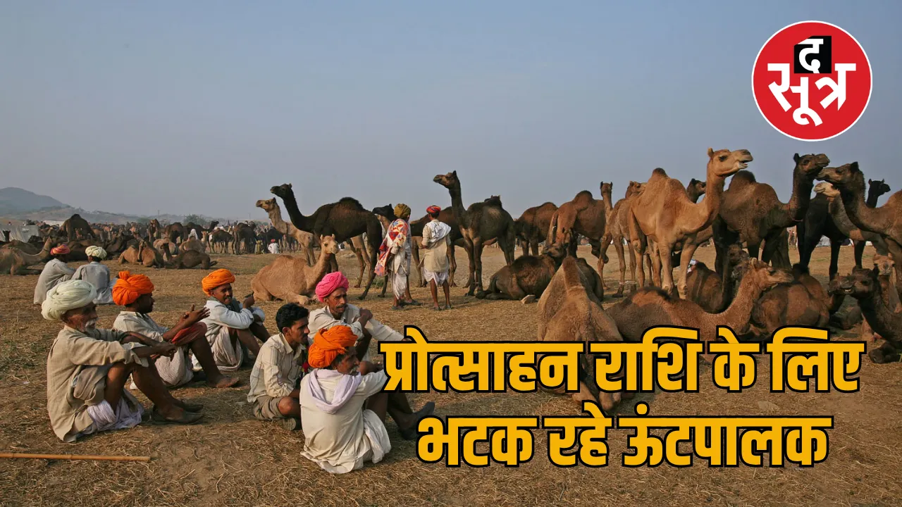 camel