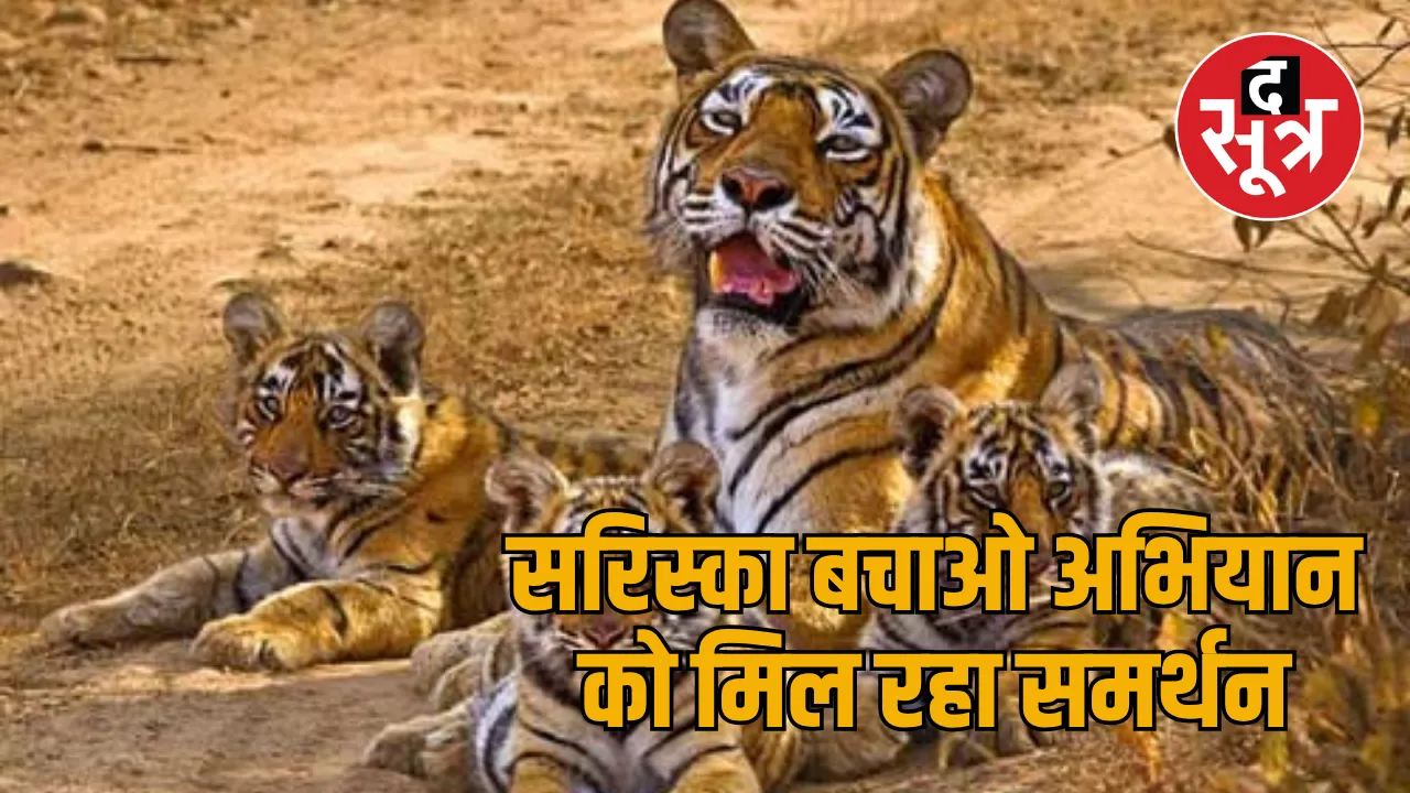 sariska tiger