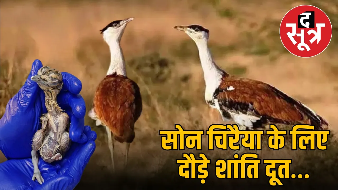 gib-project-save-son-chiriya