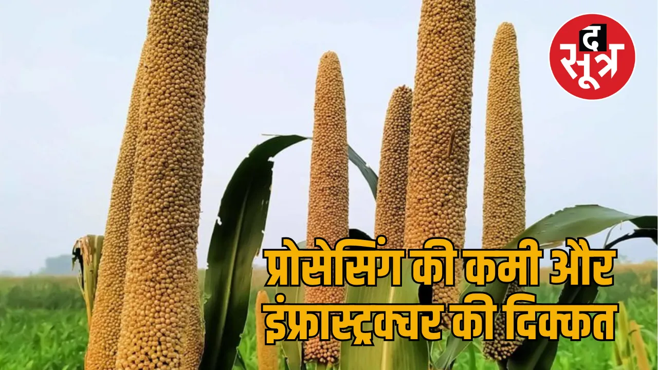 pearl millet