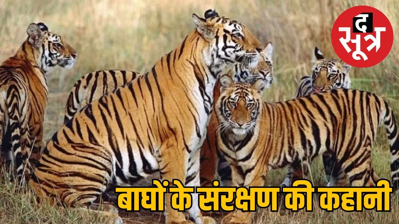 india-tiger-population