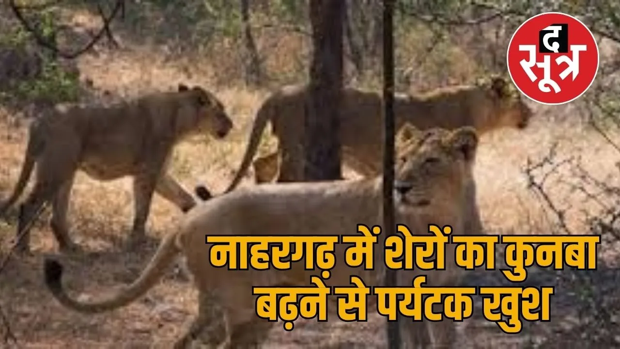 nahargarh lion safari