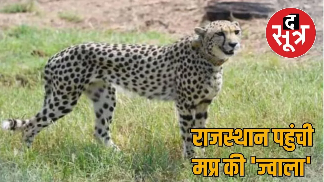 cheetah-project-india-kuno-jwala-reaches-rajasthan-rescue-operation