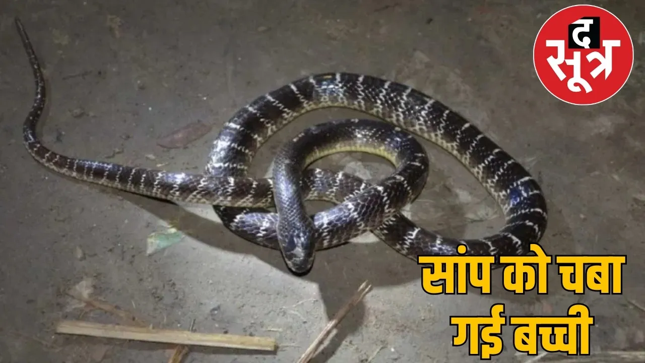 manvi-kashyap-krait-snake-chewed-by-baby the sootr
