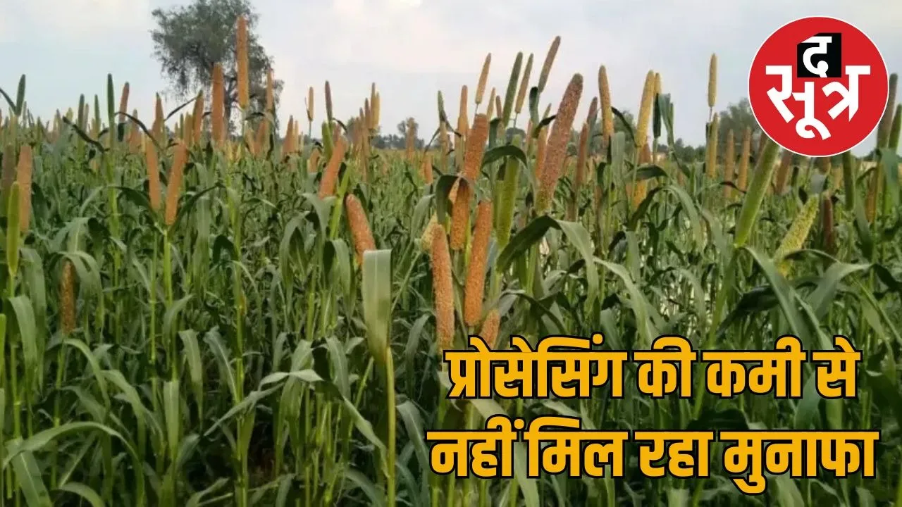 rajasthan-bajra-production-processing-issues-exports