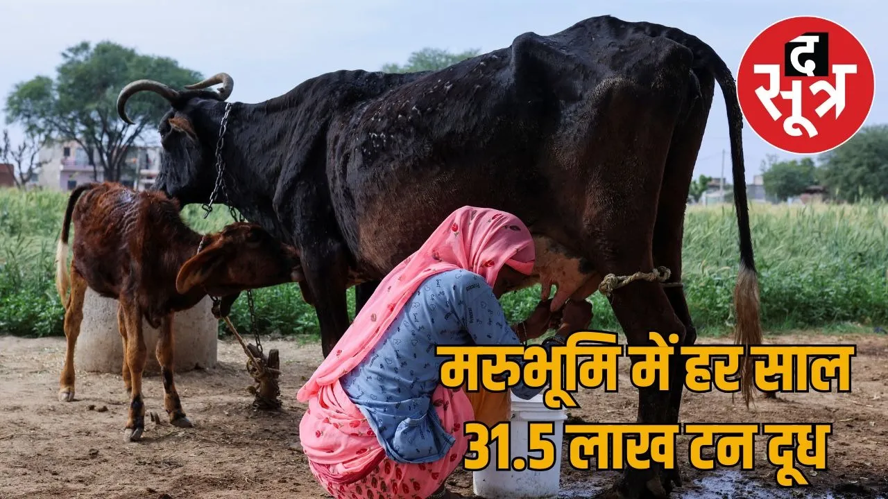 rajasthan-dairy-production-challenges-31-million-tons-milk