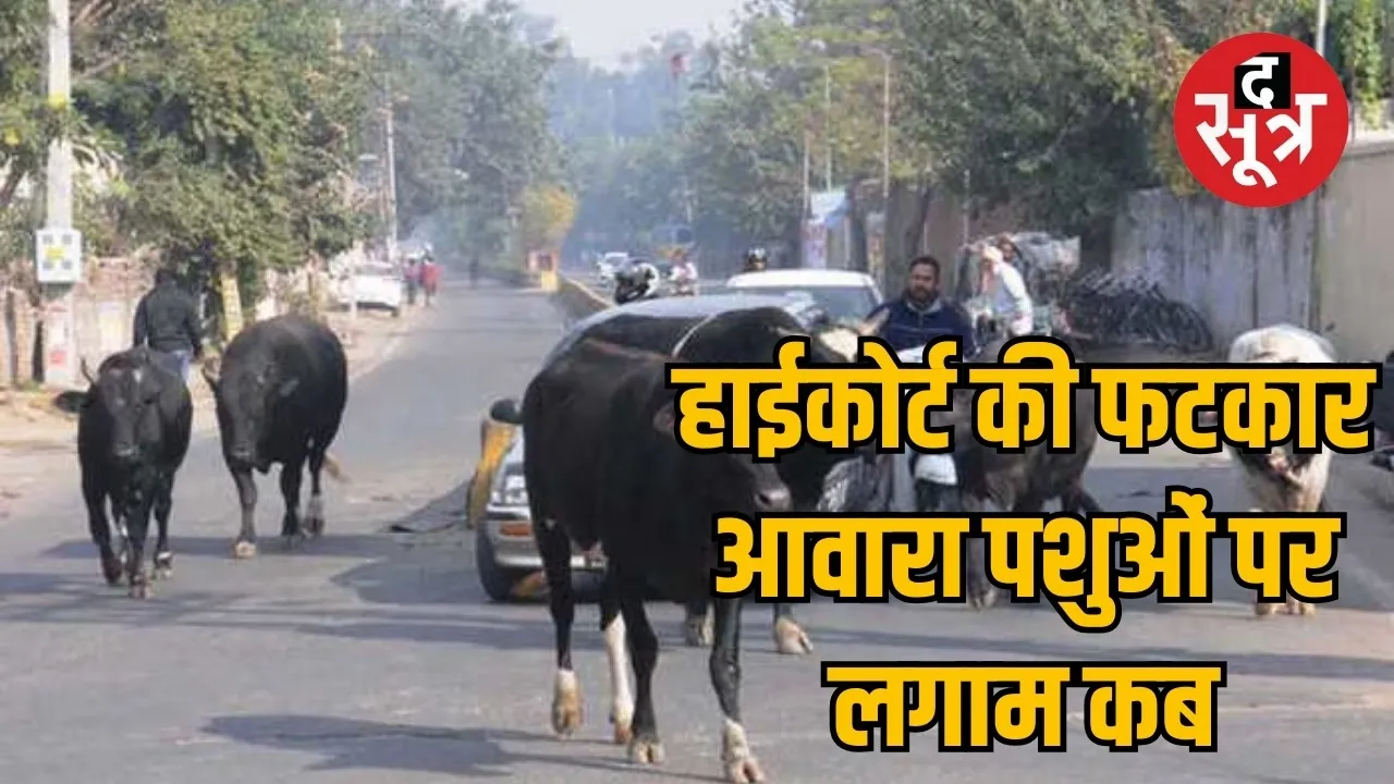 Chhattisgarh High Court took the government to task over stray animals the sootr