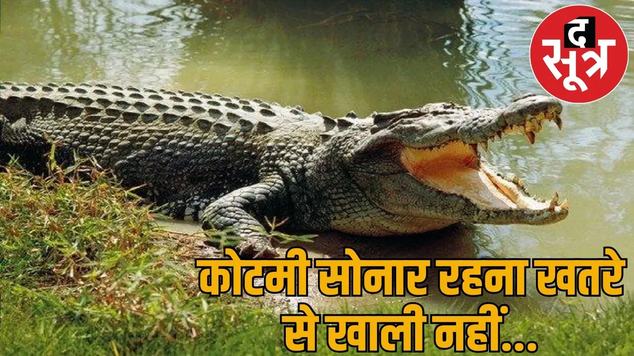 Crocodile Park Crocodiles coming out ponds entering houses