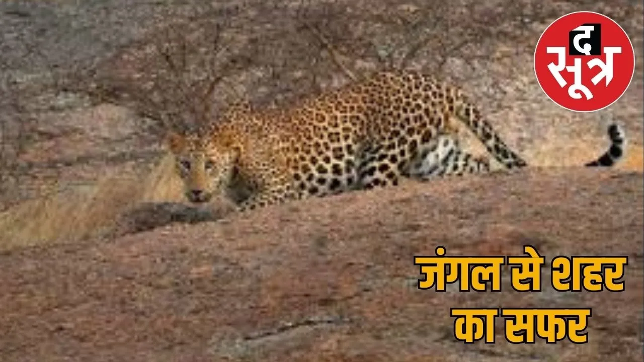 leopard-sighting-jaipur-gopalpura-rescue-operation
