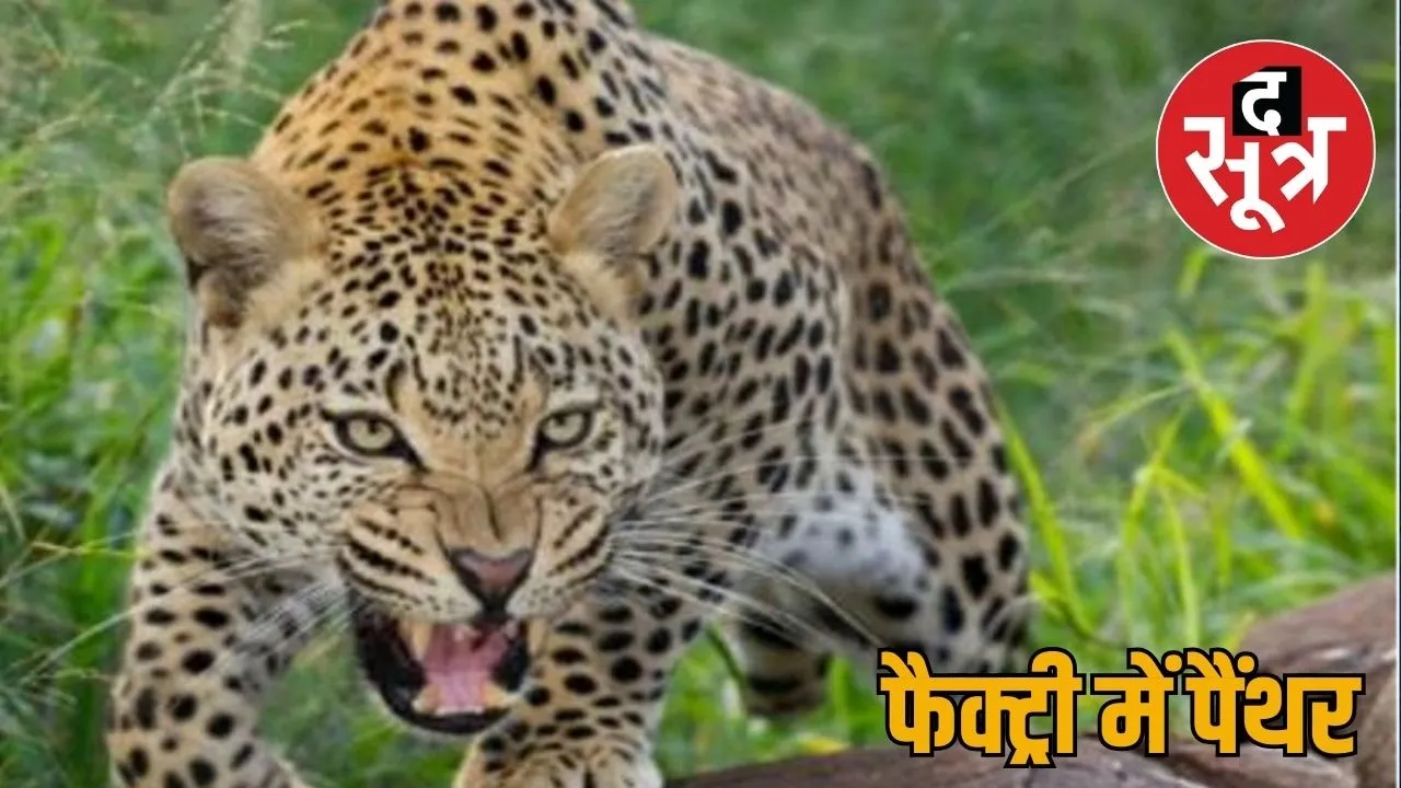 panther raj
