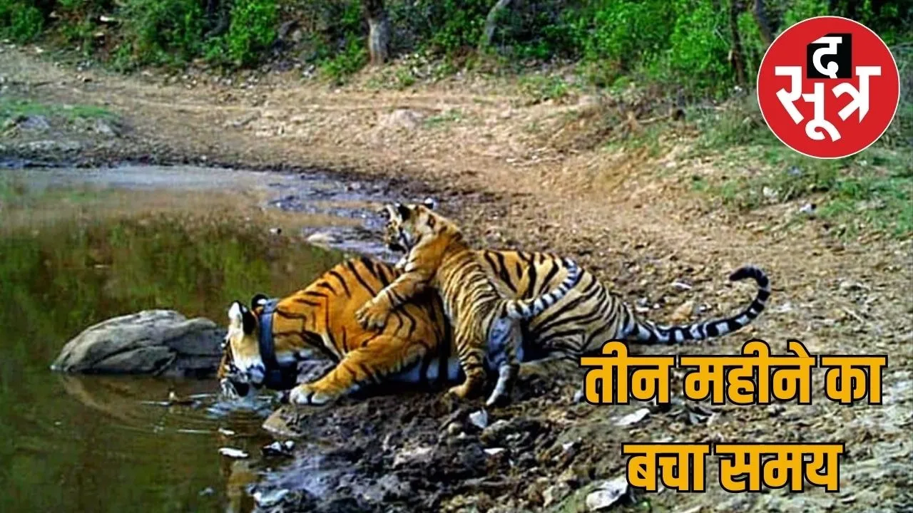 sariska-tiger-project-hotels-restaurants-action