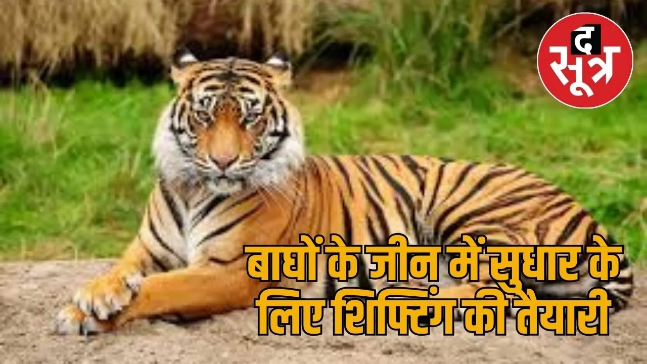 tiger