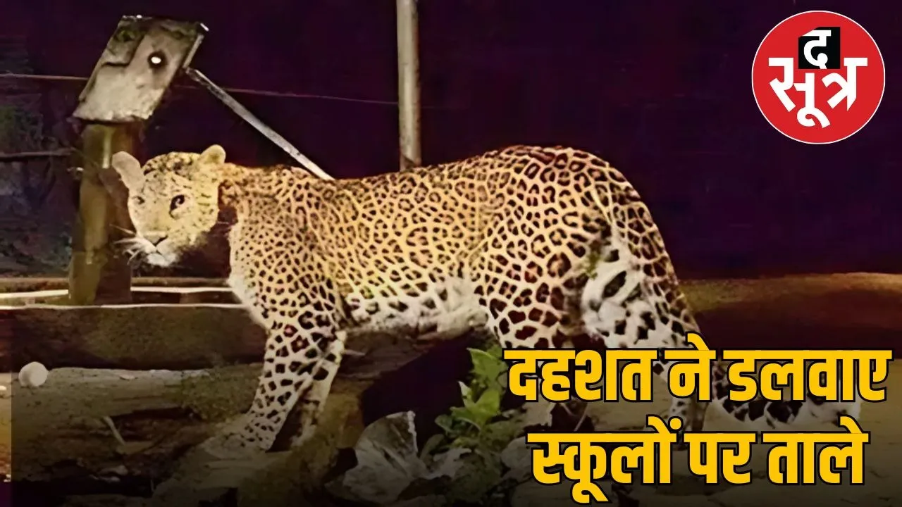 leopard terrar in city
