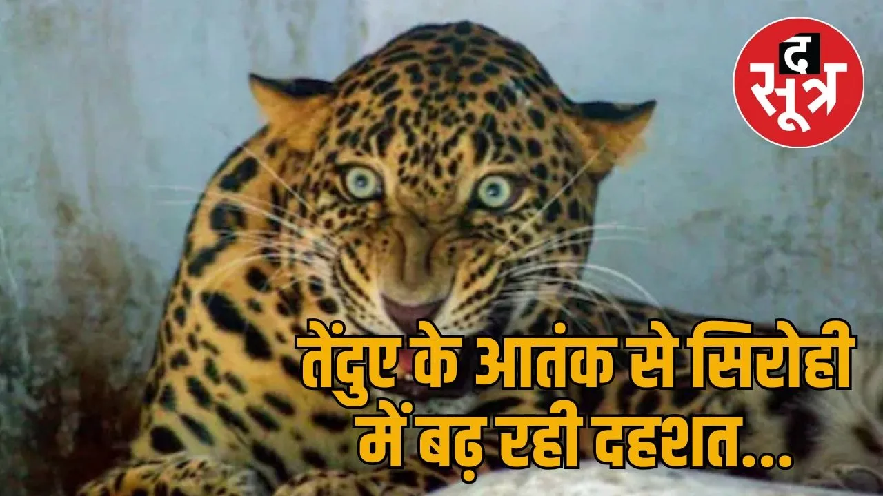 sirohi leopard