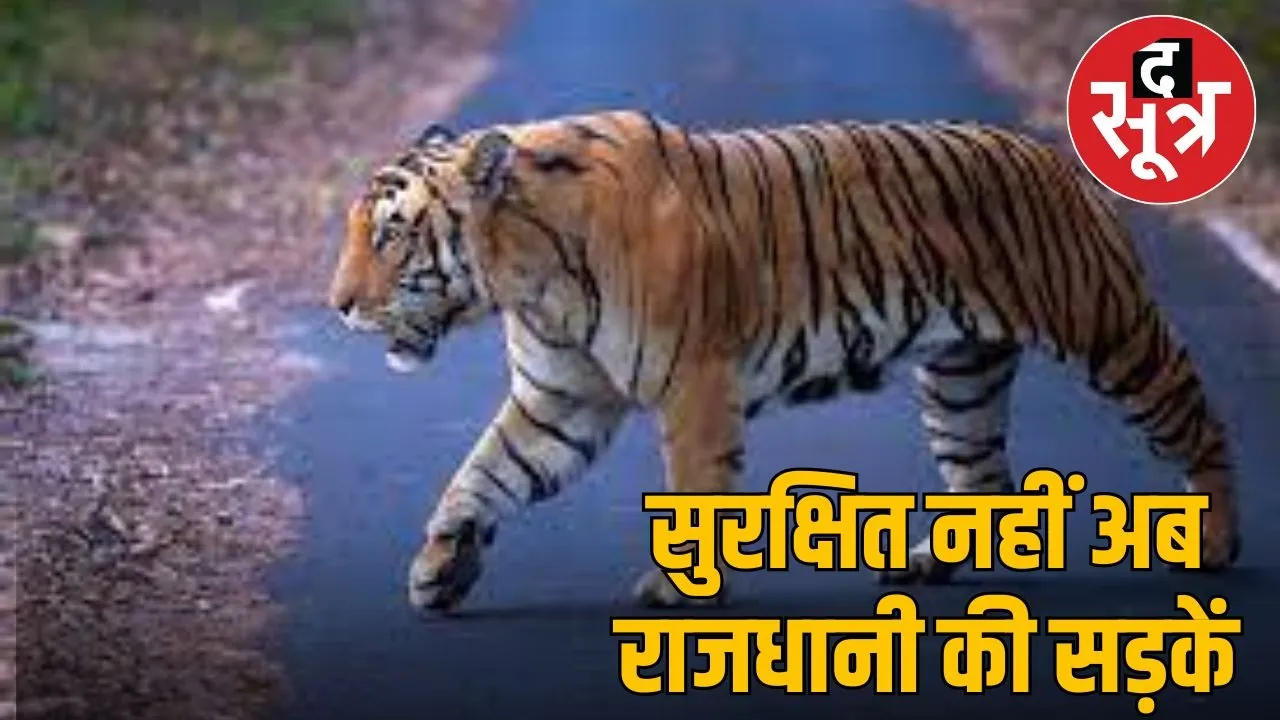 tiger movement in city