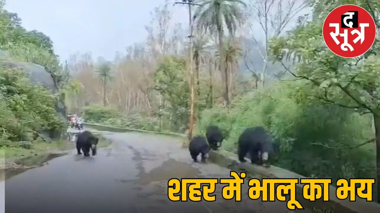 bear in city street