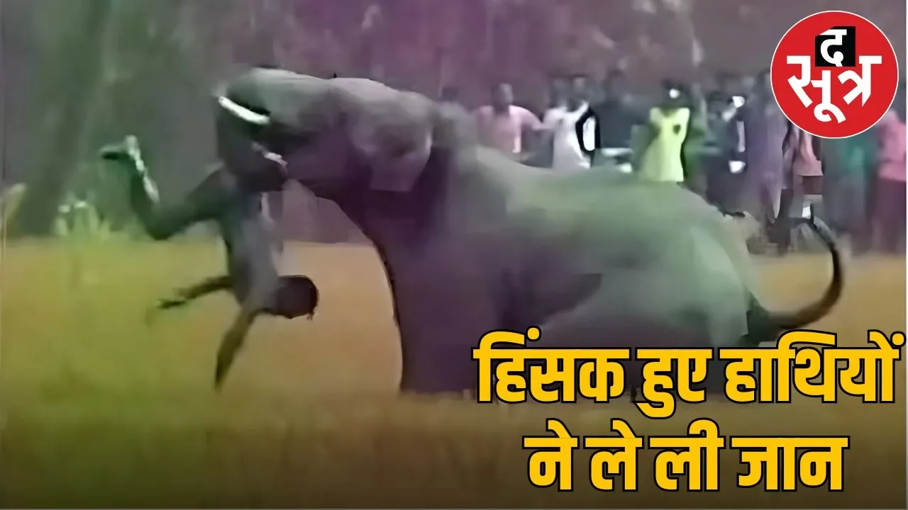 elephante attack in village