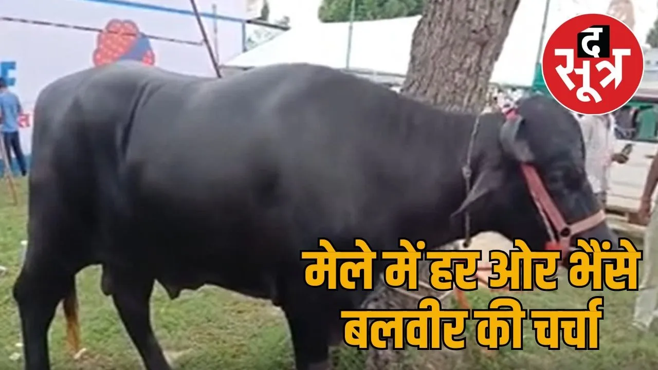 balveer bhainsa
