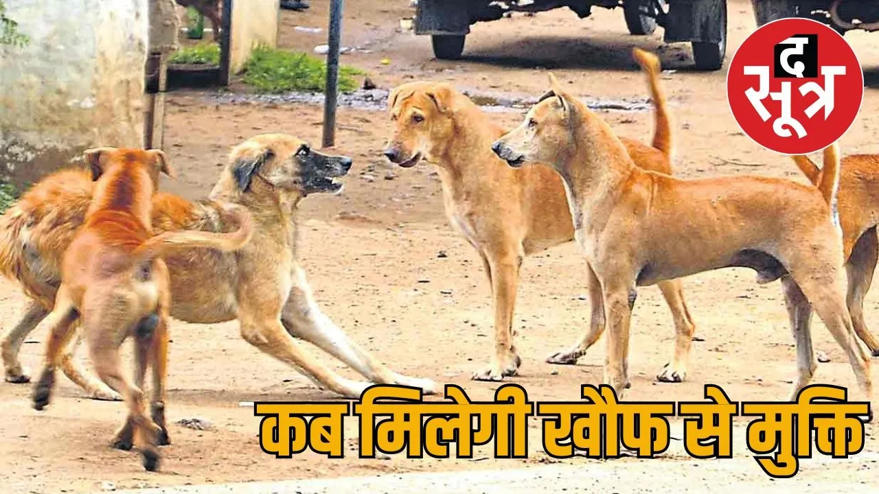 rajasthan dog