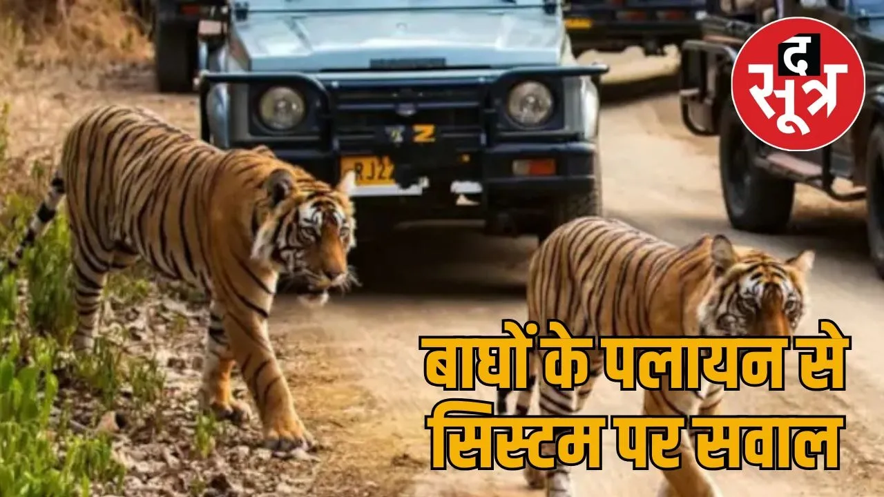tiger