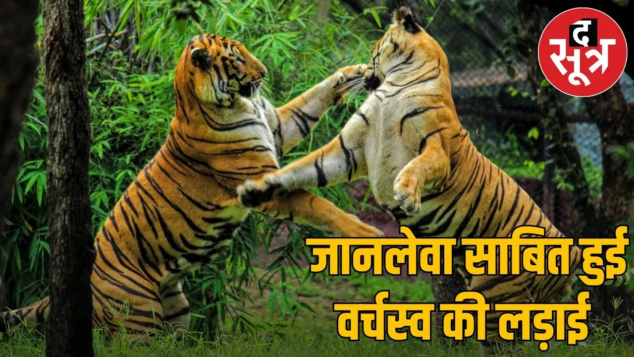 tiger teritoriel fight
