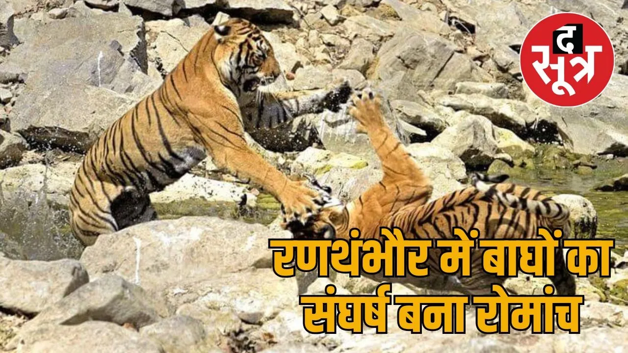 tiger