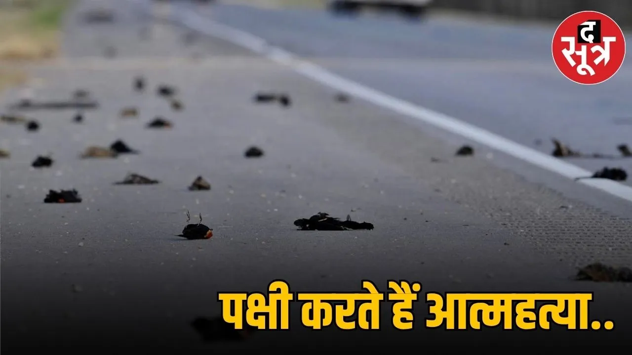 Jatinga-Bird-Suicide