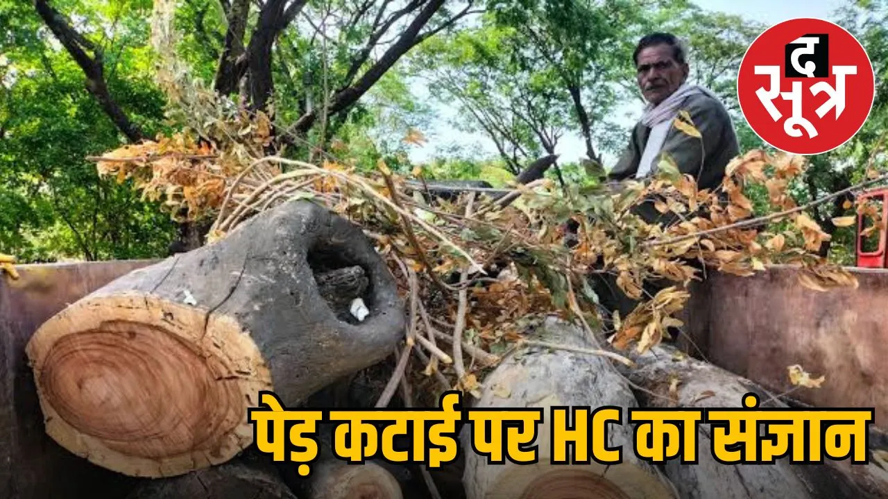 tree-cutting-50-year-old