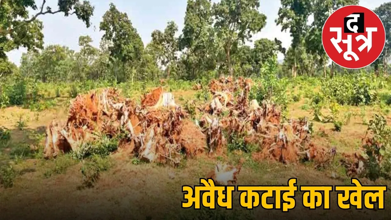 narmadapuram tree cutting