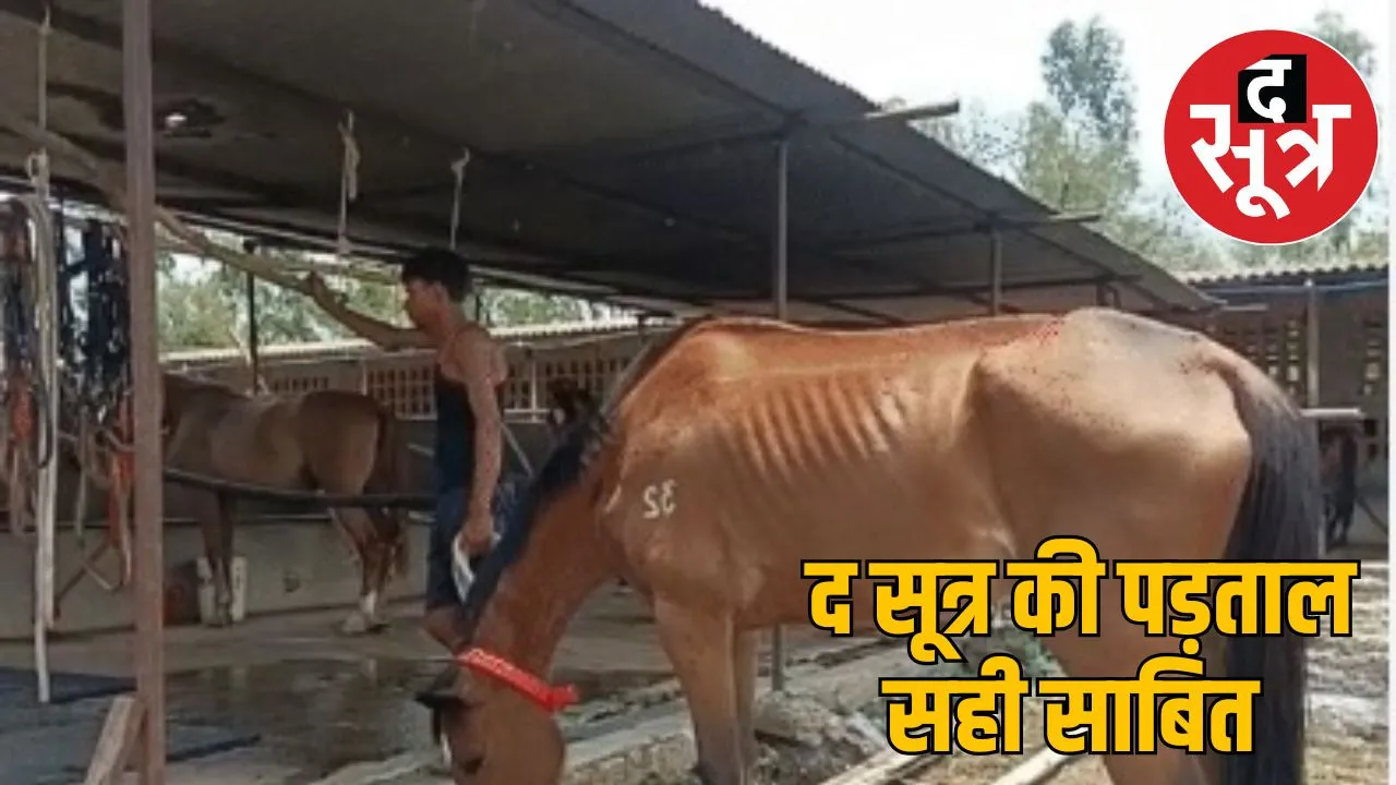 22-horses-sold-revealed-hc