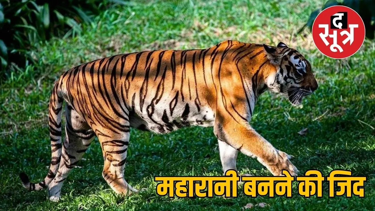 tiger
