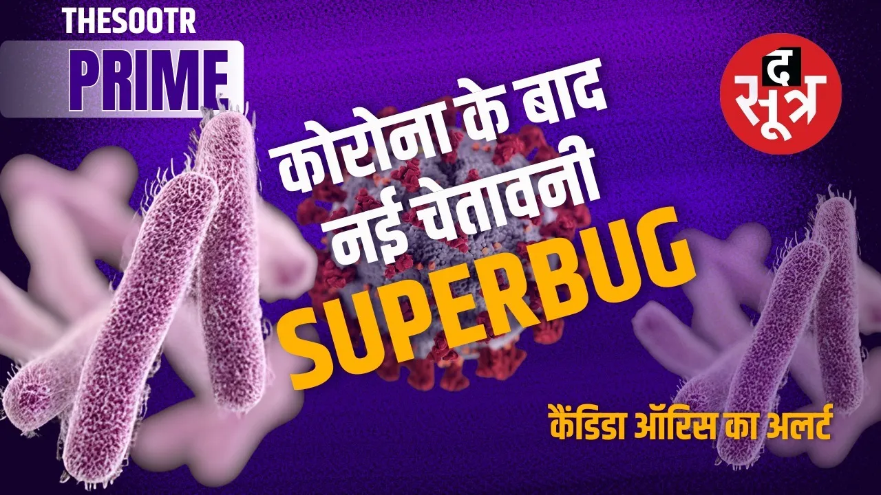 candida auris superbug