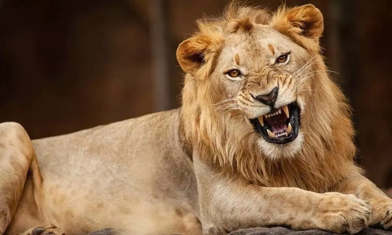 lion day  7