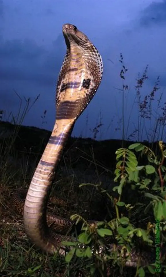 Cobra_hood