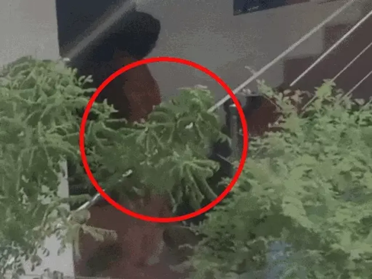 एएसआई के घर पर पपी से क्रूरता