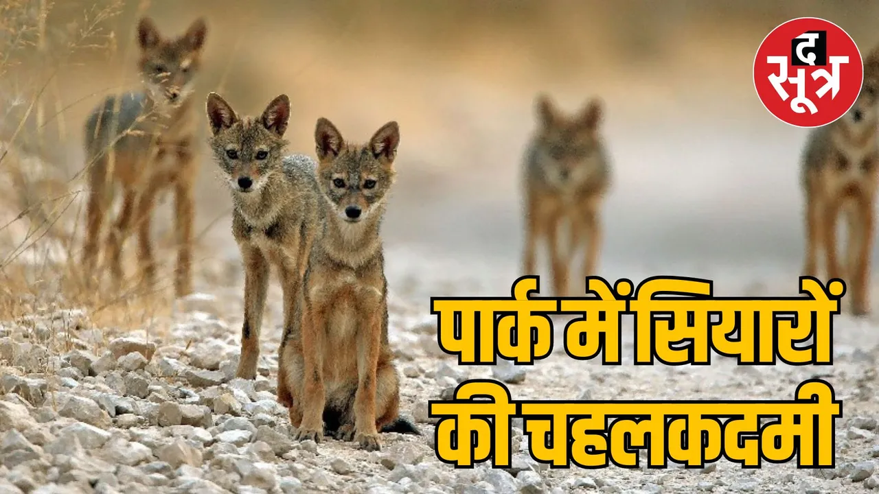 MP Bhopal Bairagarh Borwan Park Herd of jackals