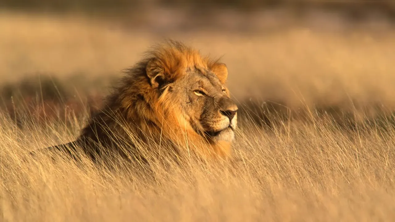 lion day  9