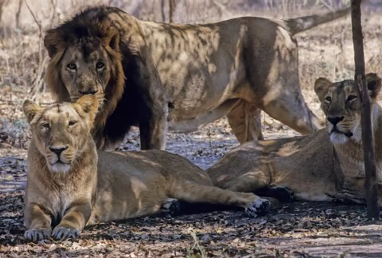 lion day  1