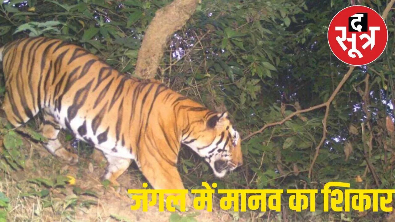 Tiger Attack