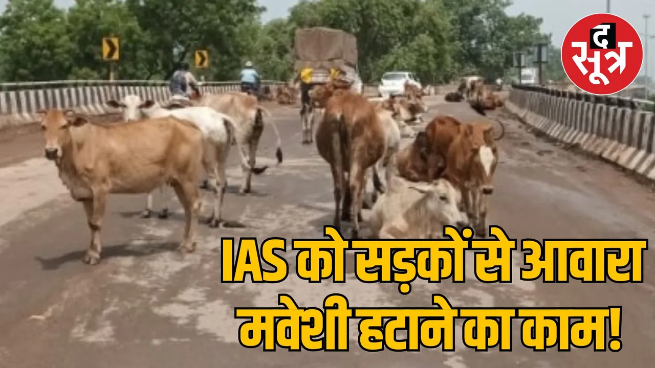 IAS officers committee formed to remove stray cattle from the road