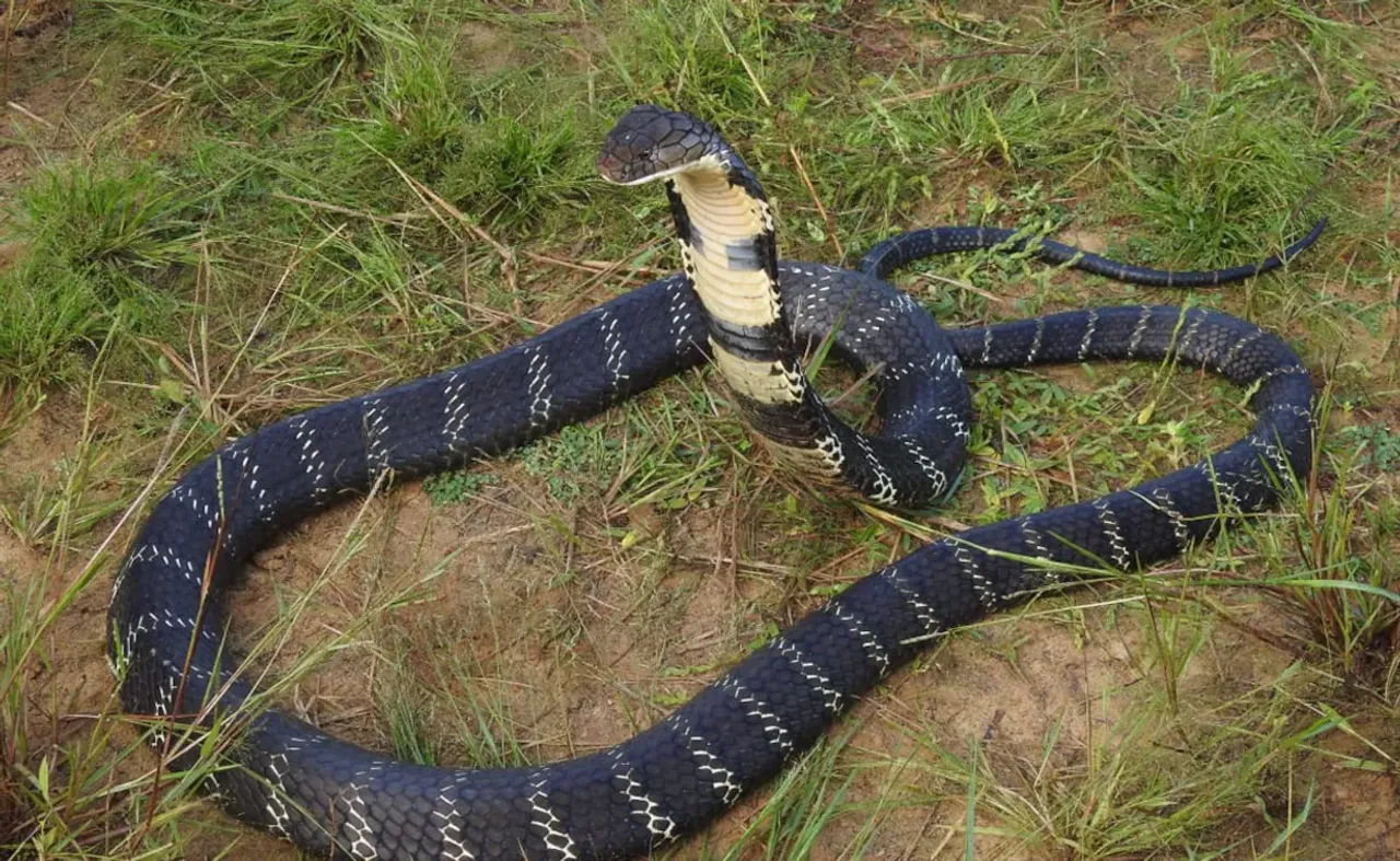 king-cobra