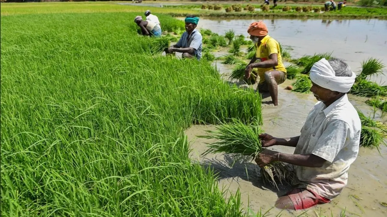 monsoon farmar 4