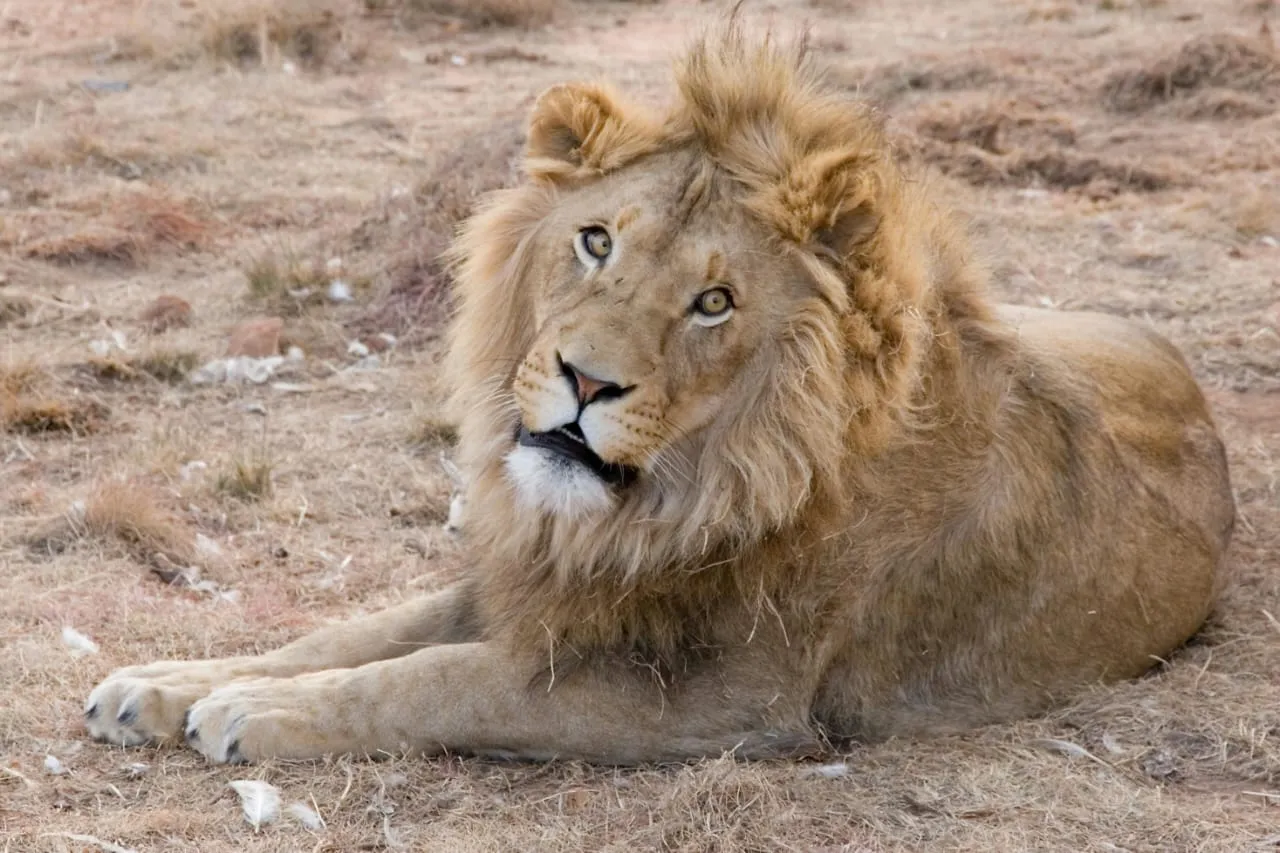 lion day  2
