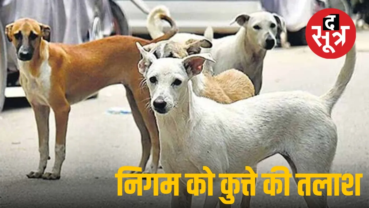 नसबंदी के बाद IIT का कुत्ता गायब