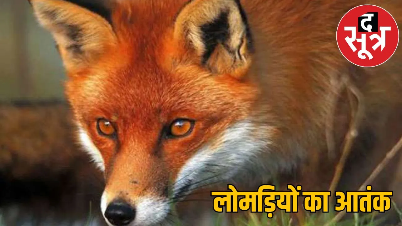 Fox attacked 12 people 5 days Chhattisgarh
