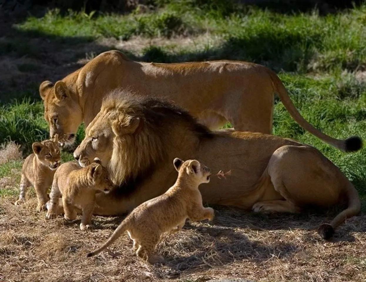 lion day  5
