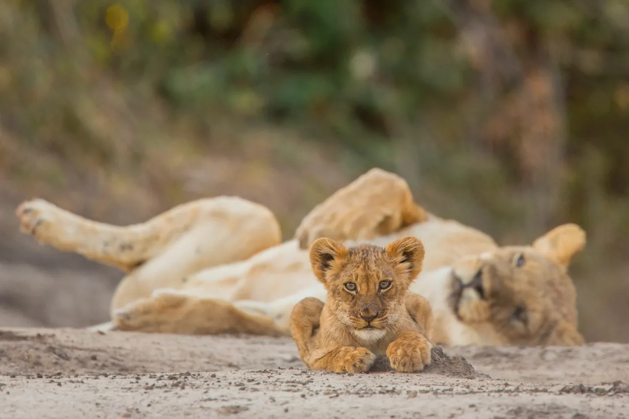 lion day  6